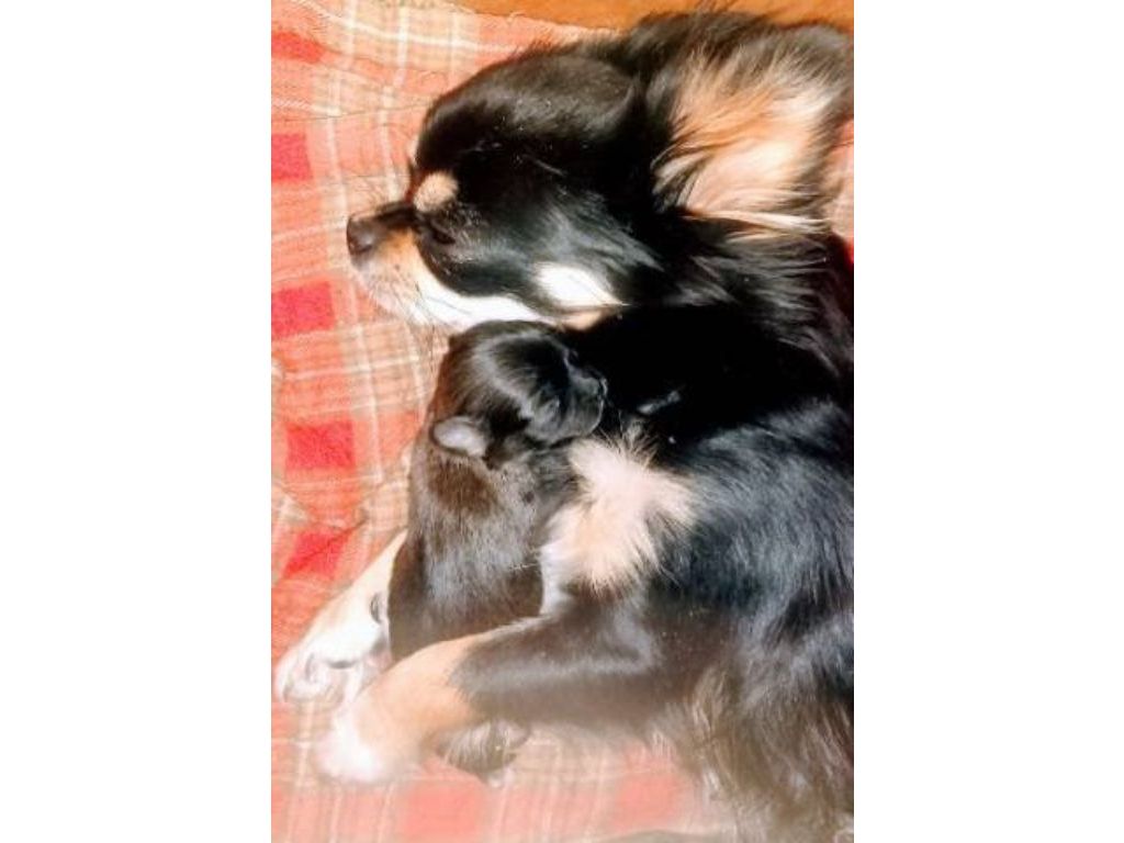 AKC Long Coat Apple Head  Chihuahua