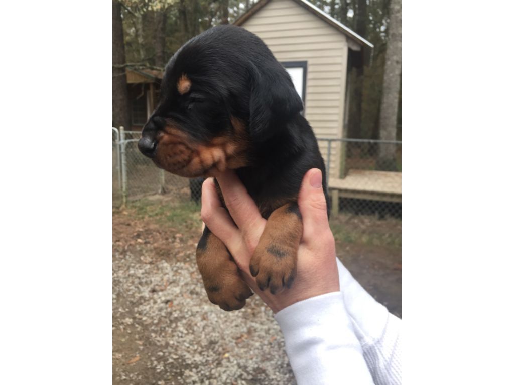 Doberman puppies for sale