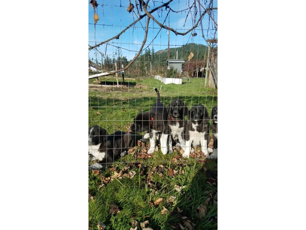 Anatolian shepherd/Great pyrenees puppies