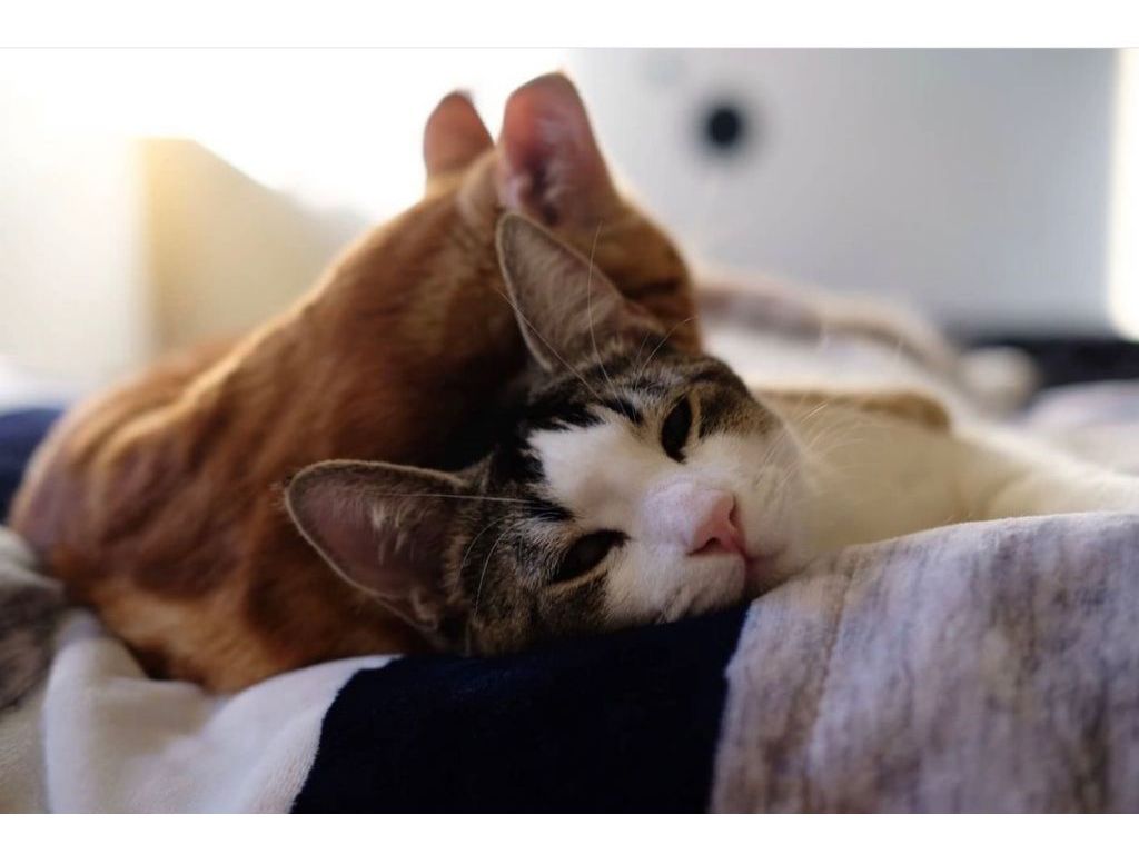 Two cats for adoption