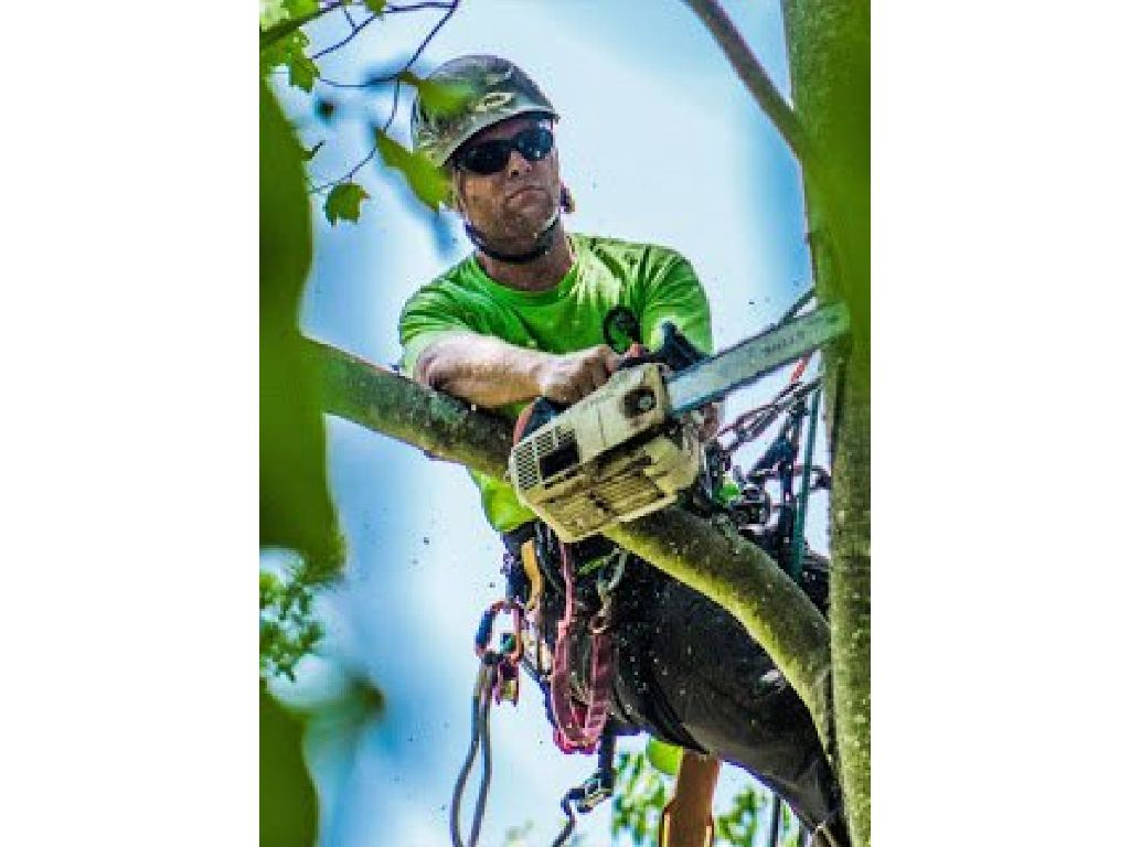 UNBEATABLE RATES Tree Service & Removal