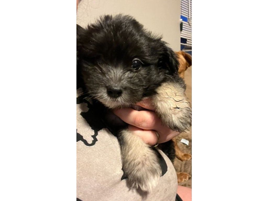 Cocker spaniel pomeranian mix
