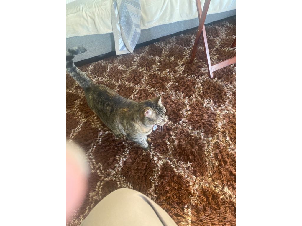 Cat named Lily
