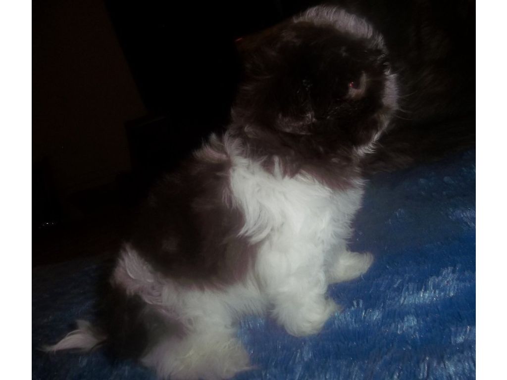 Imperial Shih Tzu Puppies