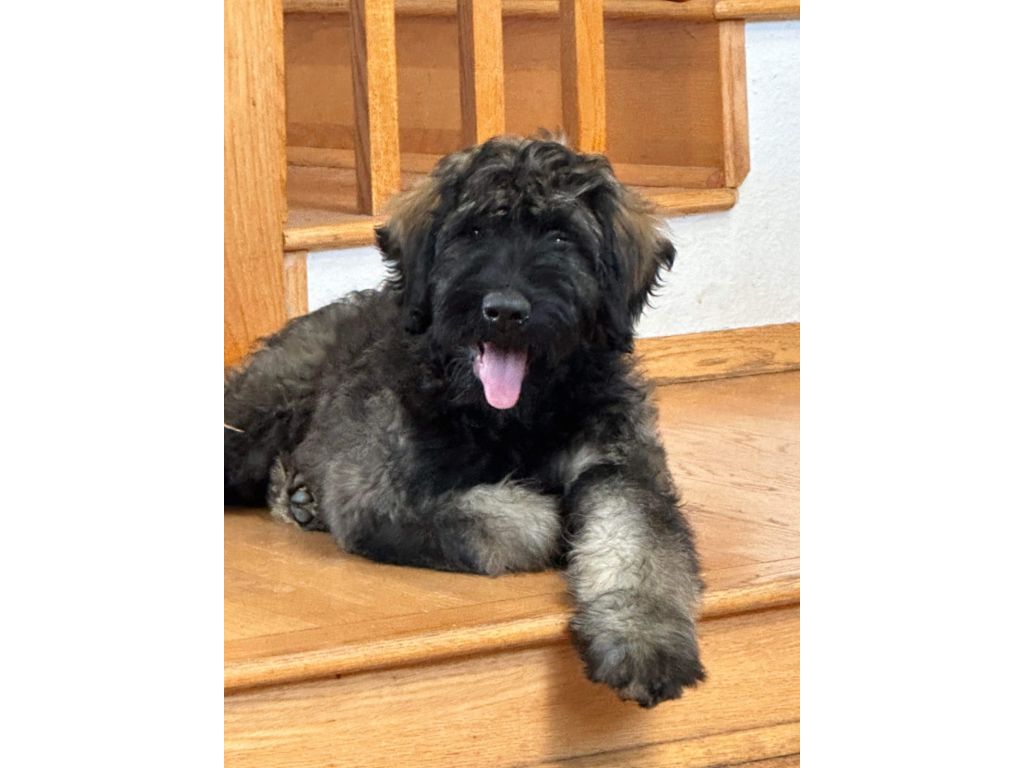 AKC Giant Schnauzer male pup