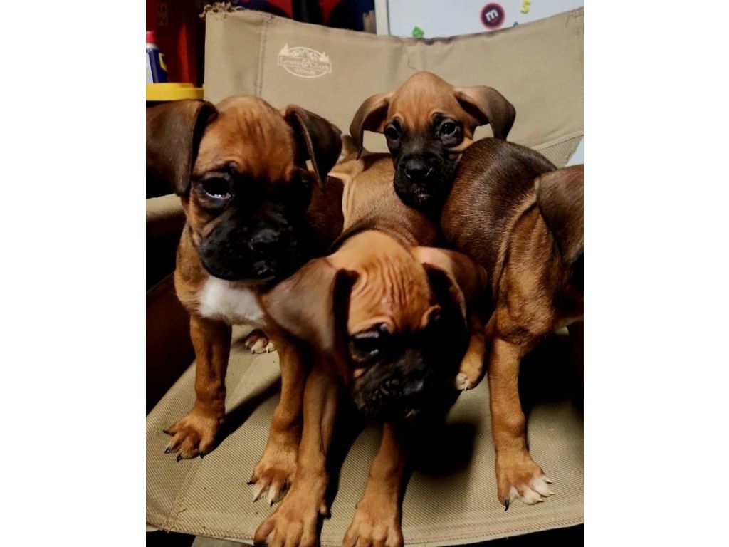 8 weeks old boxer puppies