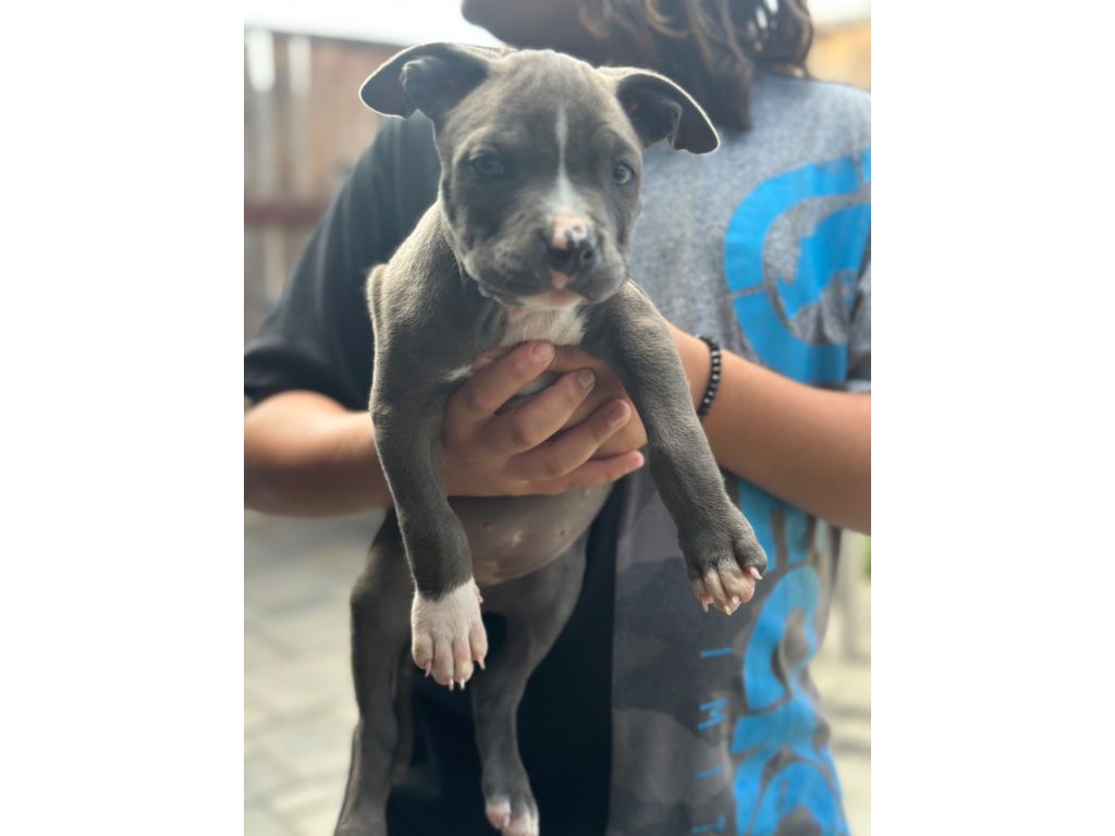 Blue Nose Pitbulls