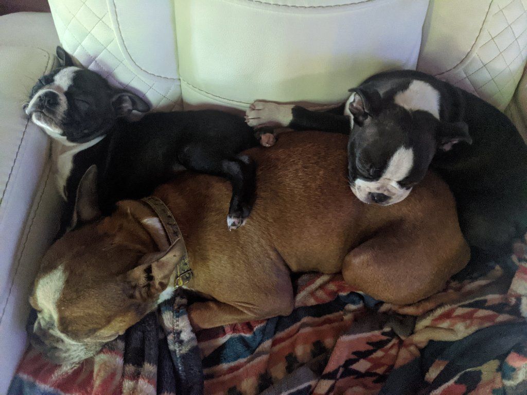 Boston Terrier puppies