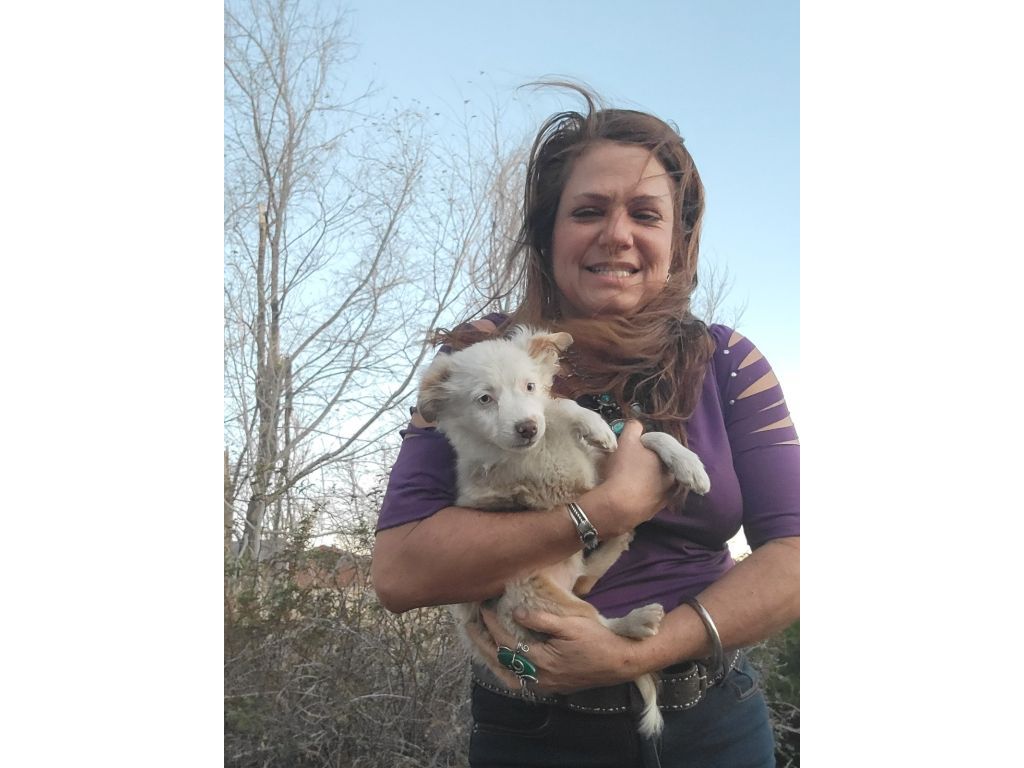 Australian Shepherd Puppies