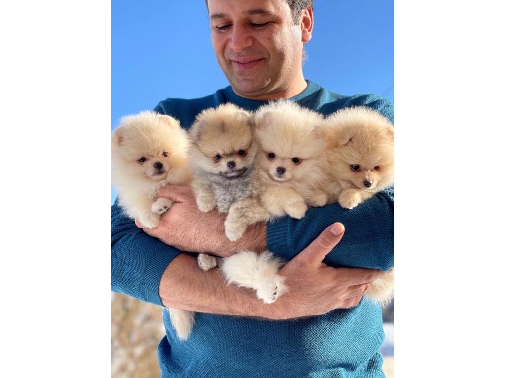 Top Quality Registered Pomeranian pups