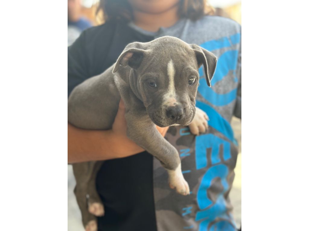 Blue Nose Pitbulls