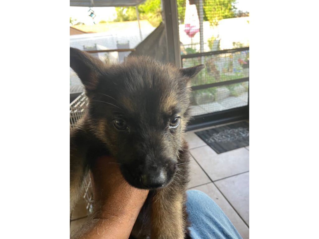 Full blooded German shepherd puppies Claz