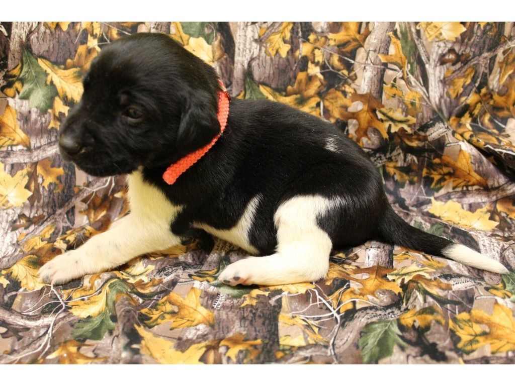 Labrador Hybrid Retriever Puppies & Started Dogs Available now!
