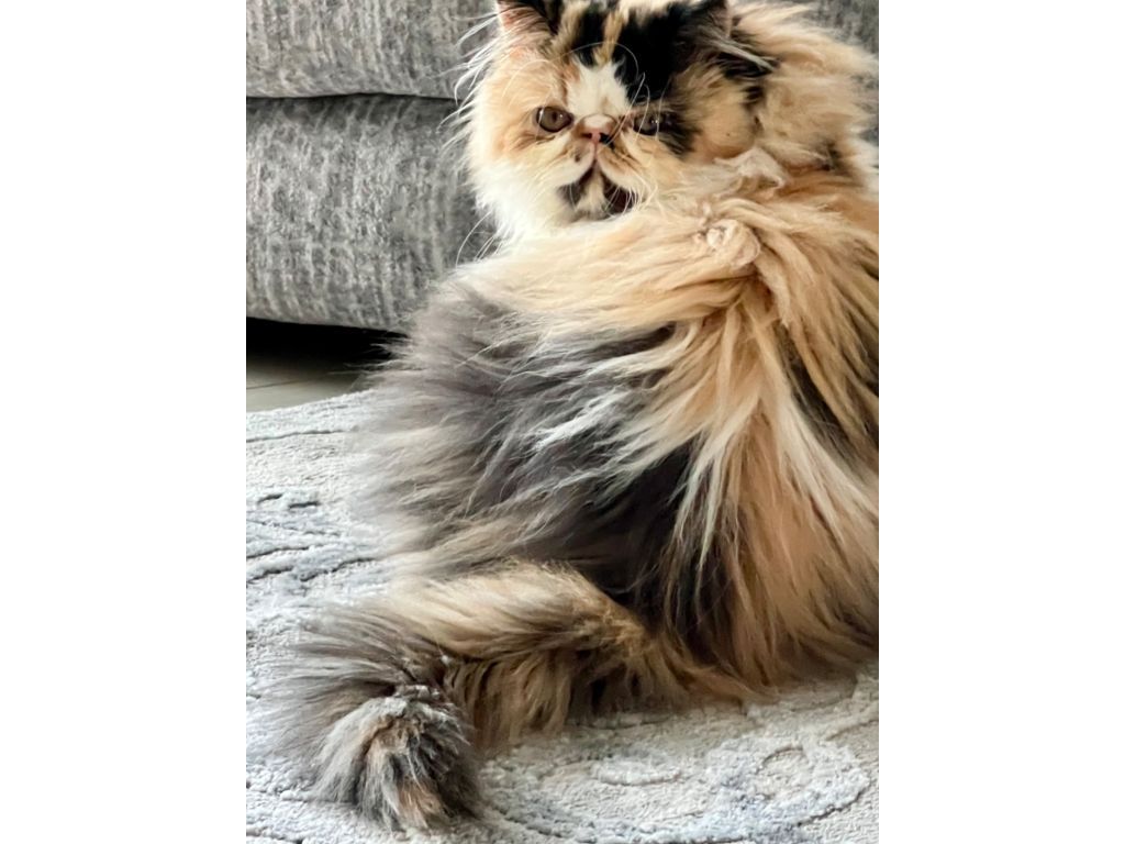 Persian Kittens