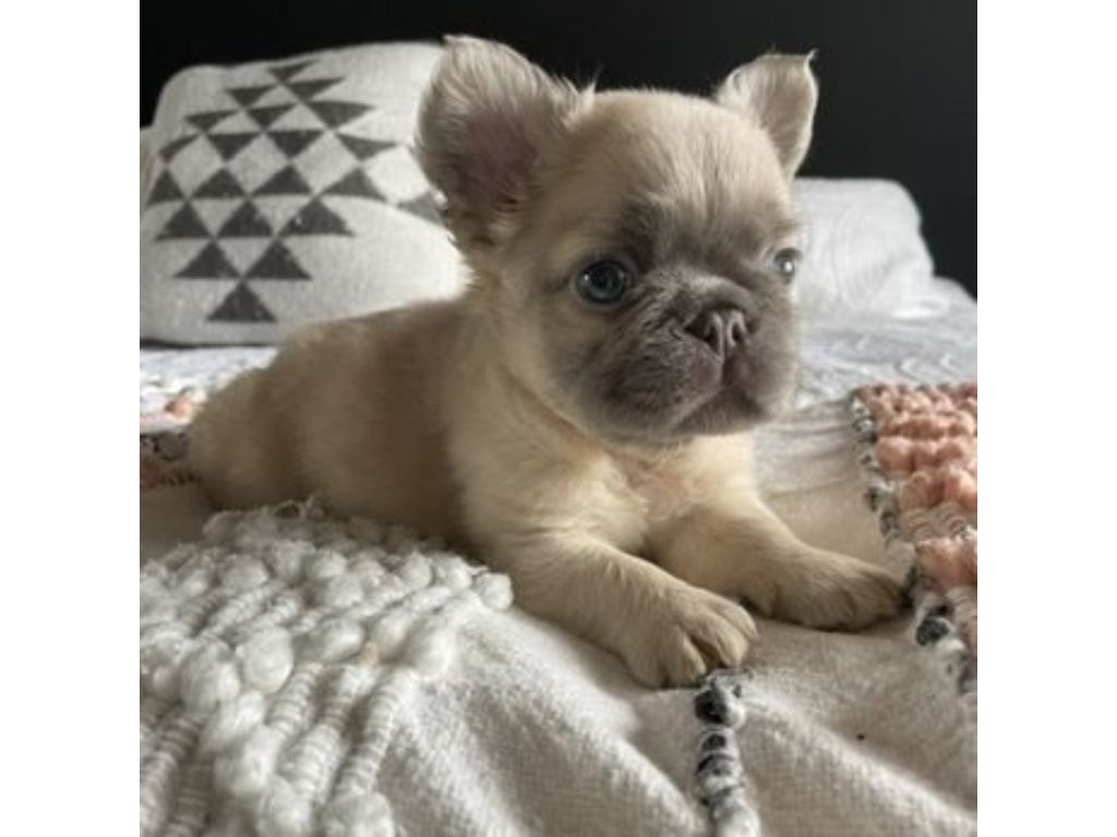 French Bulldog
