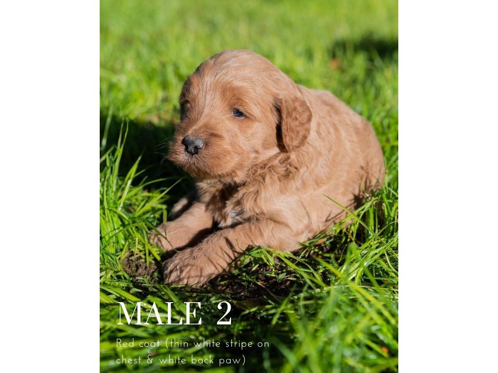 F1 Mid-Size Goldendoodles