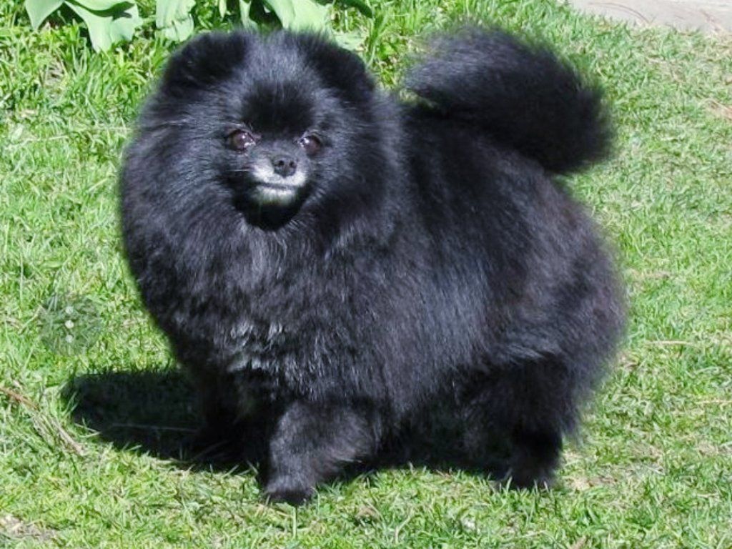 Rare Pomeranian