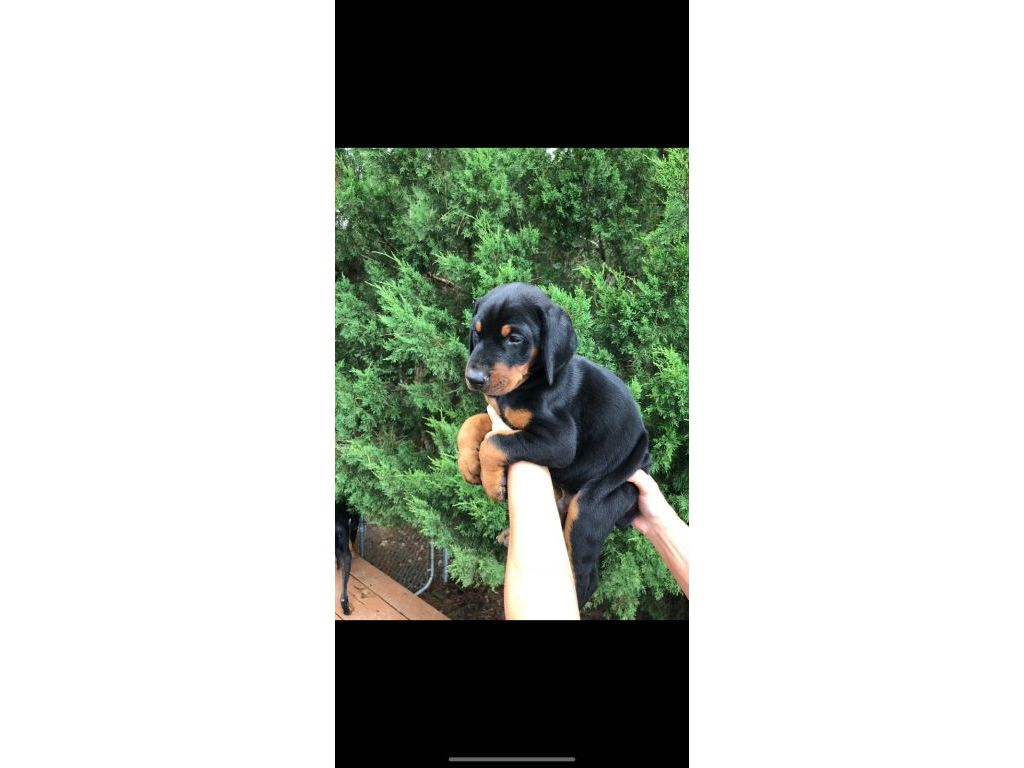 Doberman puppies for sale