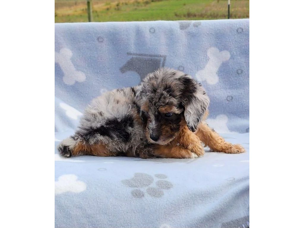 AKC Miniature Poodle - Mt Victory Dogs for Sale or Adoption Offered | Claz