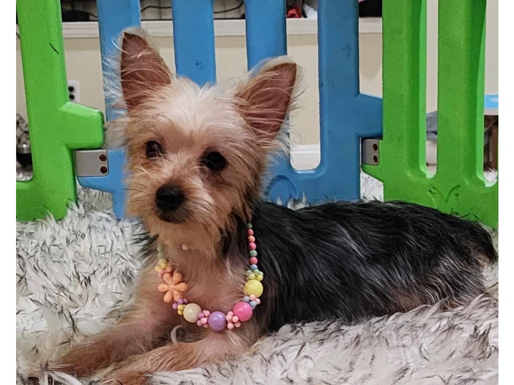 AKC female yorkie