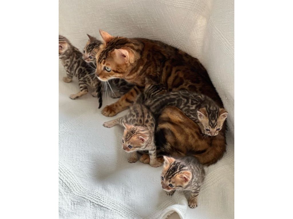 Bengal Kittens