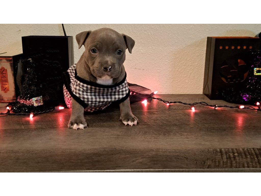 Bully Pups
