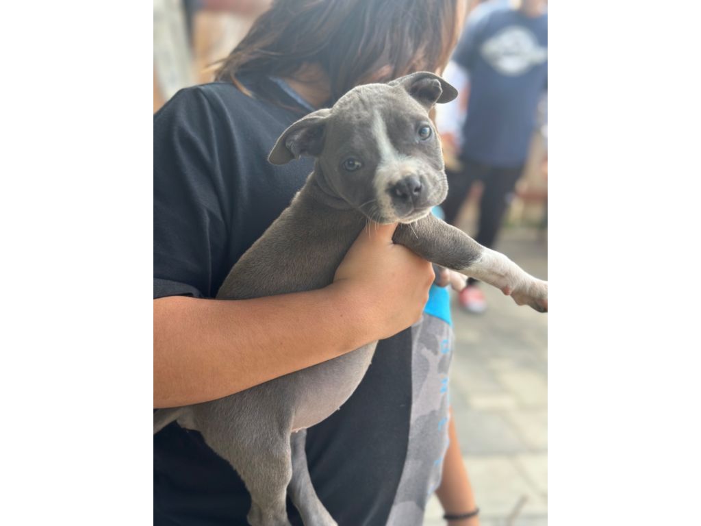 Blue Nose Pitbulls