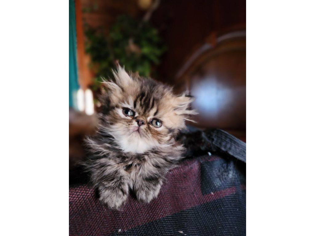 Typy Persian Kittens, longhair M & F, ready Thanksgiving, 2 Reds, Classic Tabby & Calico