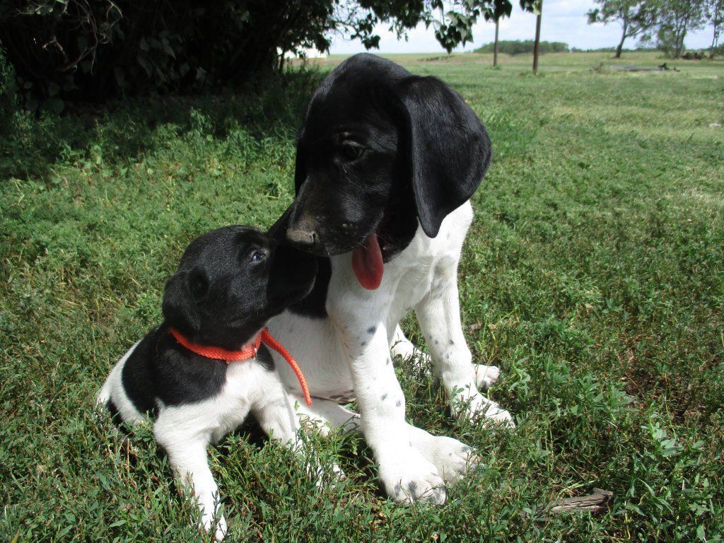 Labrador Hybrid Retriever Puppies & Started Dogs Available now!