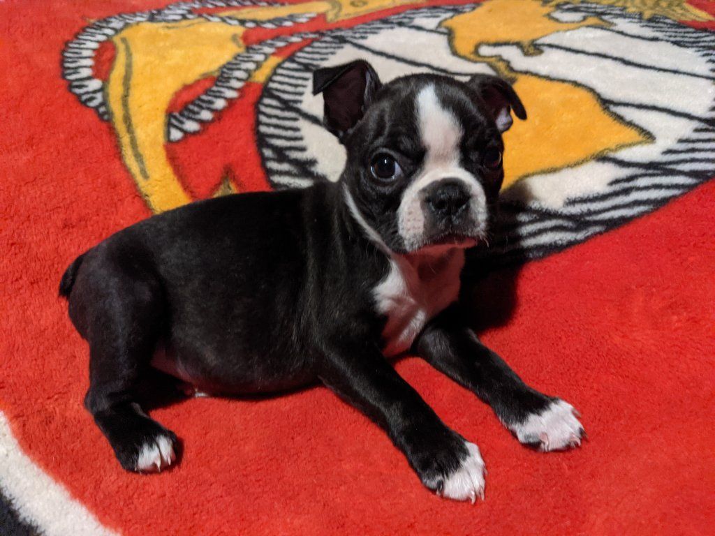 Boston Terrier puppies