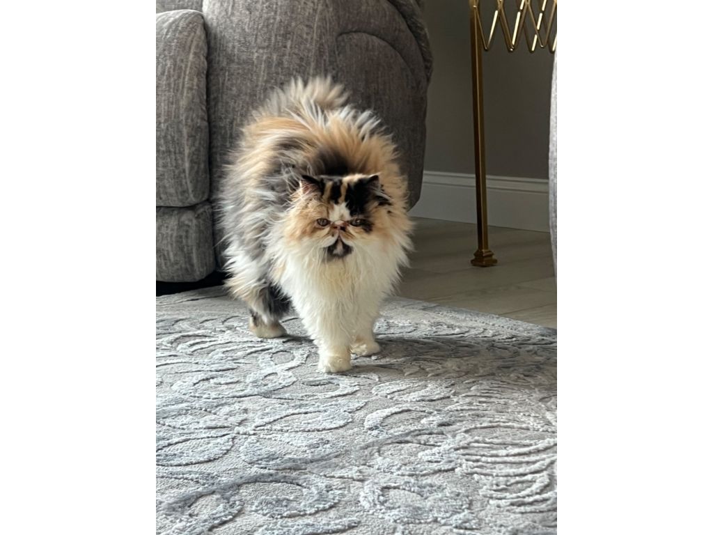 Persian Kittens