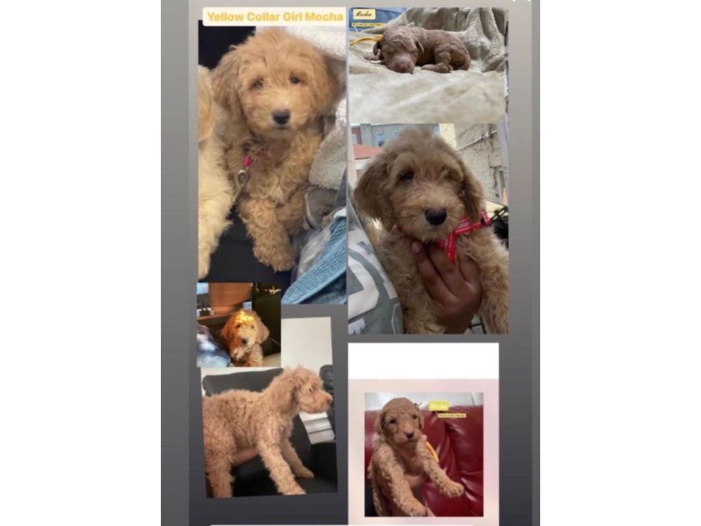 4 Goldendoodle puppies available