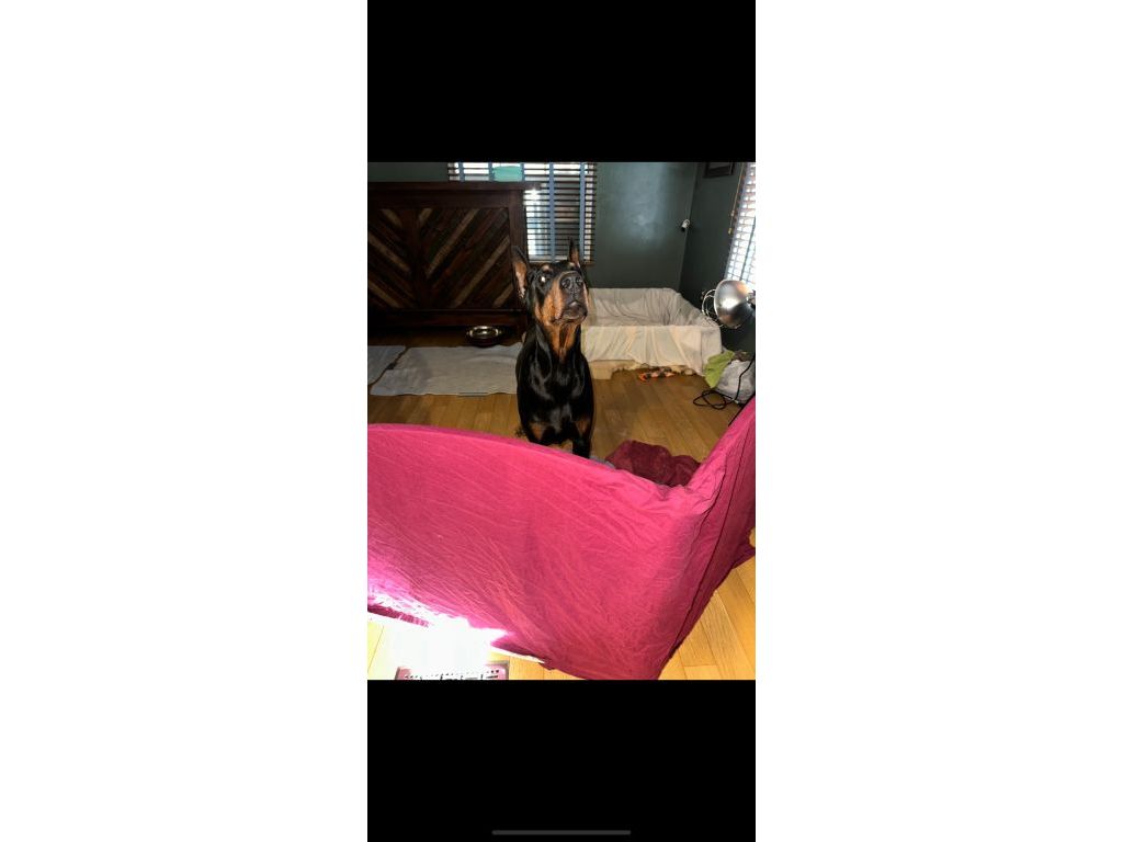Doberman puppies for sale