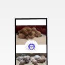 Lyon and Luna Goldendoodle