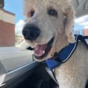 Celebrity Standard Poodles