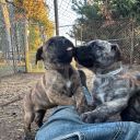 Presa Canario mastiff