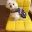 Pawsh Pedigree Malt's Avatar Icon