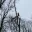 Heritage Creek Tree Service's Avatar Icon