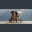 Jane's Avatar Icon