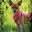 Planet Doggywood's Avatar Icon