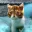 exoticpersiankittens's Avatar Icon