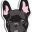 NorthCalFrenchies's Avatar