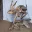 Driftwood Artwork's Avatar Icon
