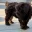 Truffle Tail Schnauzers's Avatar Icon