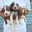 Maldonado Family Kennels's Avatar Icon