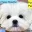 Bob’s Maltese's Avatar Icon