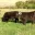 Locally Grown Beef's Avatar Icon