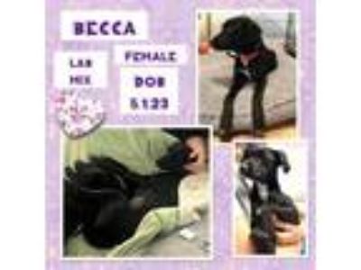 Adopt Becca a Labrador Retriever, Terrier