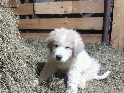 Great Pyrenees Puppies
