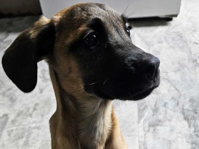 Marmaduke - Mixed Breed Male Puppy for Adoption